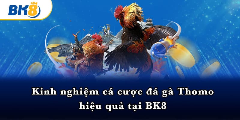 Kinh nghiệm cá cược đá gà Thomo hiệu quả tại BK8