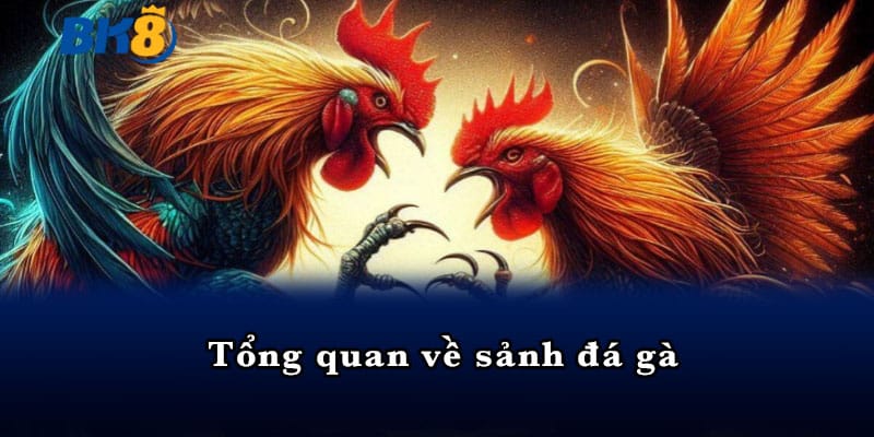 Tổng quan về sảnh đá gà 